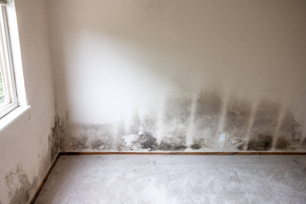 Best Mold Documentation for Insurance Claims  in Oxford, PA